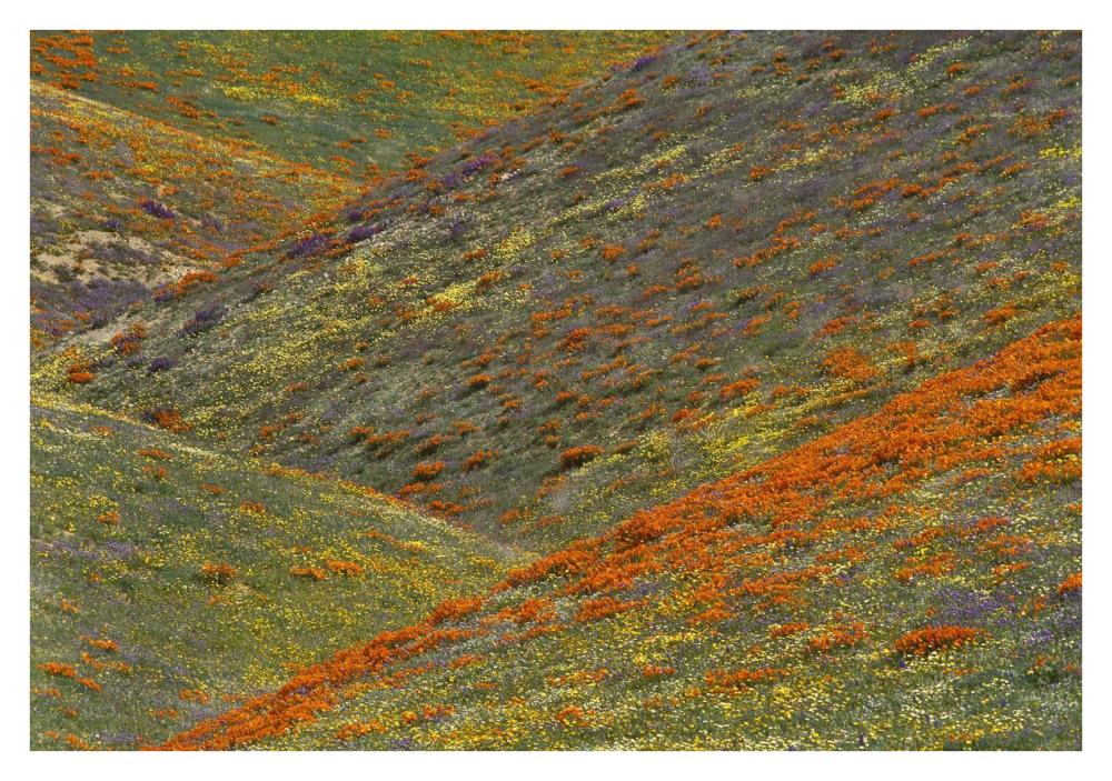 Wildflowers, Tehachapi Hills Near Gorman, California-Paper Art-38X26