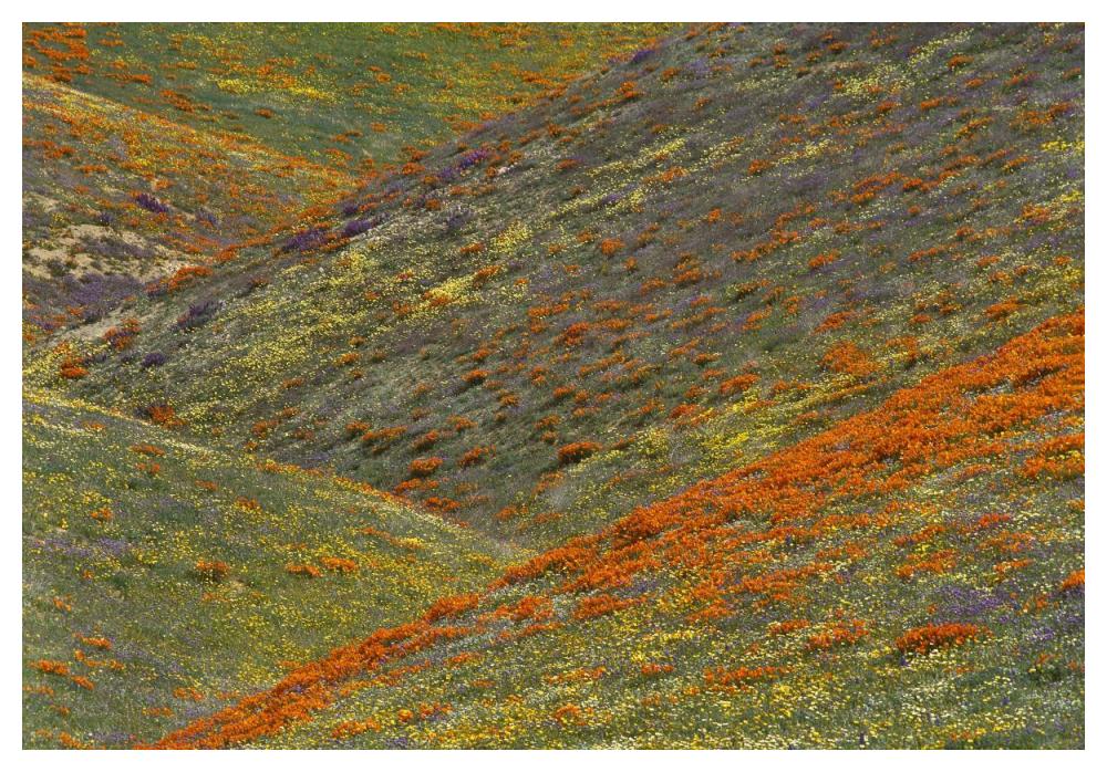 Wildflowers, Tehachapi Hills Near Gorman, California-Paper Art-50X34