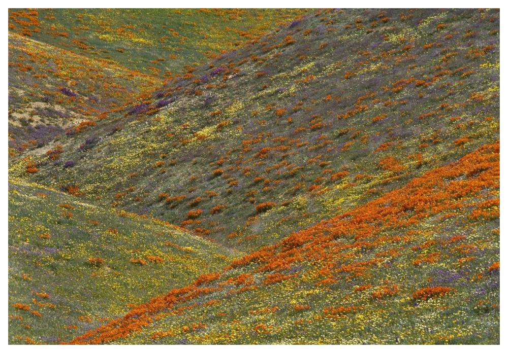 Wildflowers, Tehachapi Hills Near Gorman, California-Paper Art-62X42