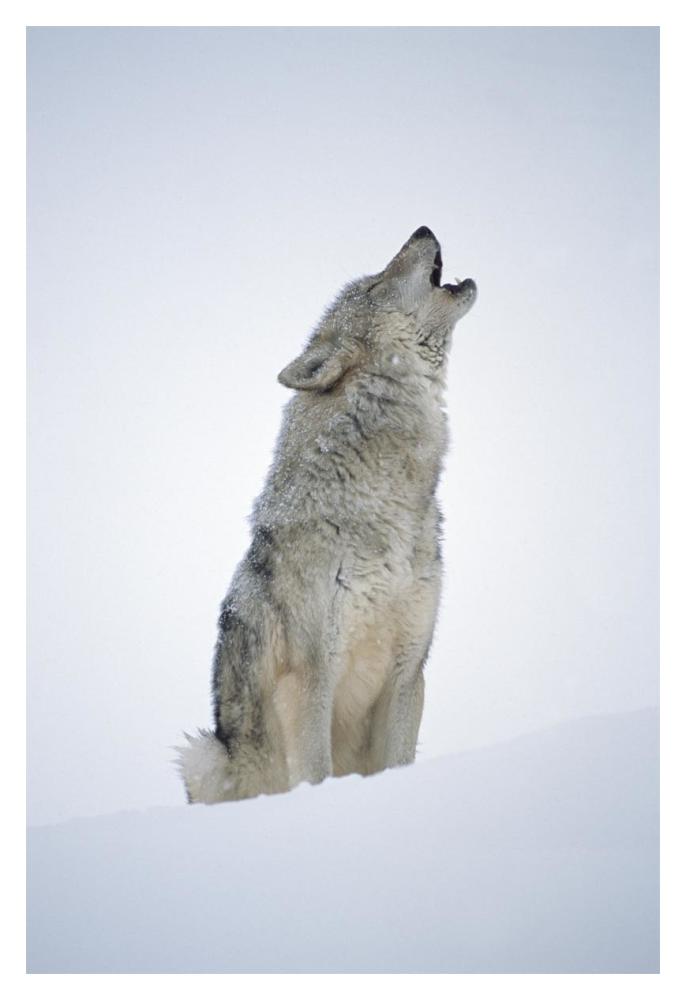 Timber Wolf Portrait, Howling In Snow, North America-Paper Art-14X20