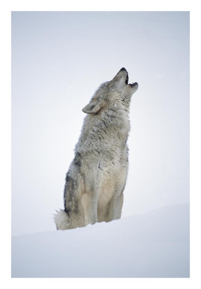 Timber Wolf Portrait, Howling In Snow, North America-Paper Art-18X26