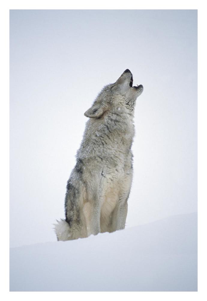 Timber Wolf Portrait, Howling In Snow, North America-Paper Art-22X32