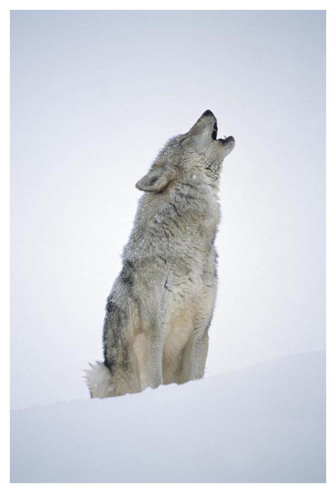 Timber Wolf Portrait, Howling In Snow, North America-Paper Art-34X50