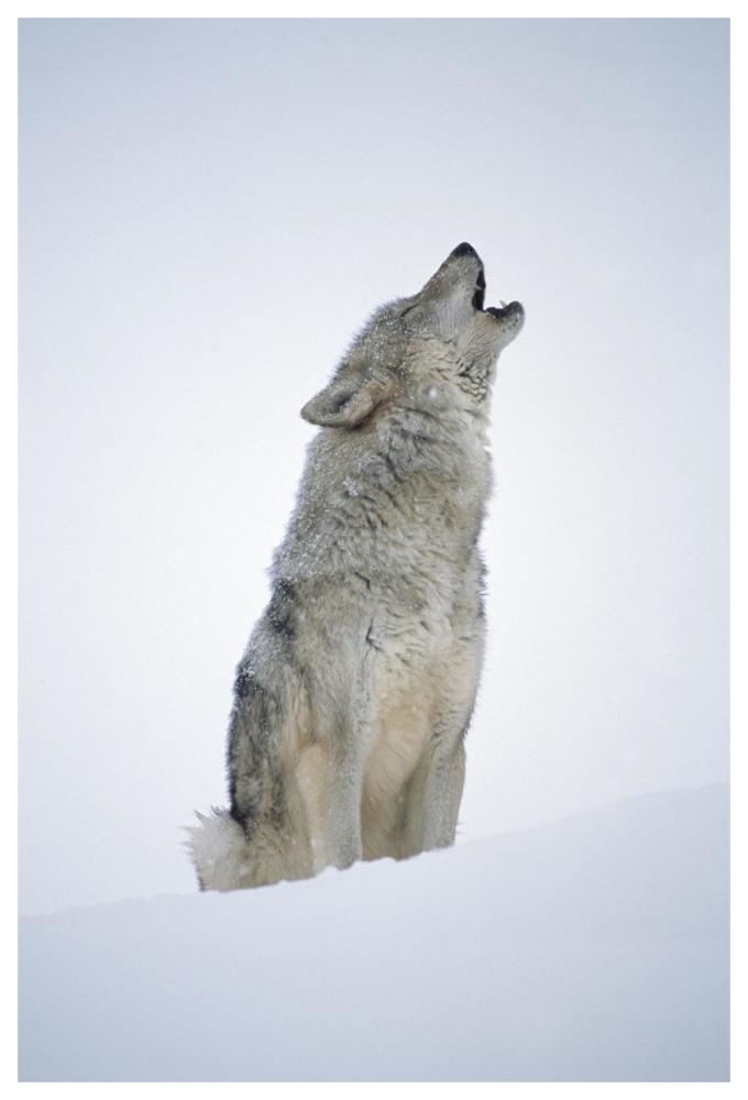 Timber Wolf Portrait, Howling In Snow, North America-Paper Art-42X62
