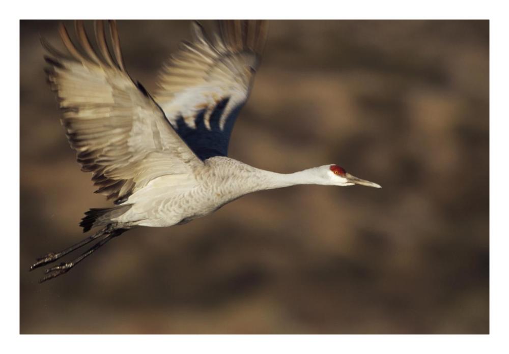 Sandhill Crane Flying, Bosque Del Apache, New Mexico-Paper Art-26X18