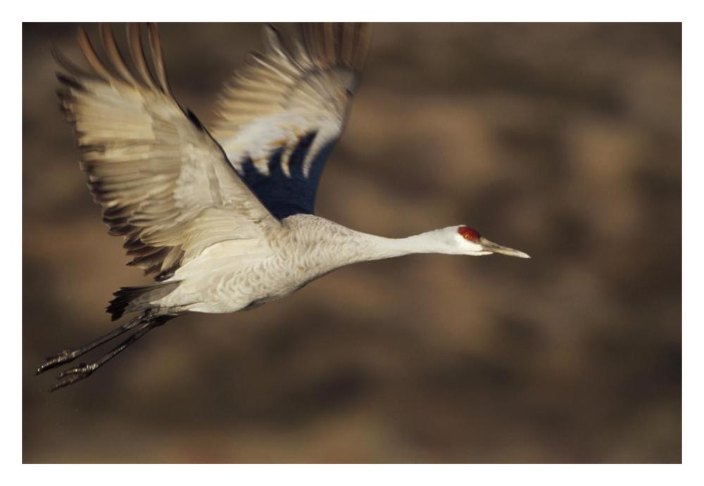 Sandhill Crane Flying, Bosque Del Apache, New Mexico-Paper Art-32X22