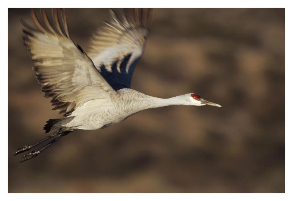 Sandhill Crane Flying, Bosque Del Apache, New Mexico-Paper Art-38X26