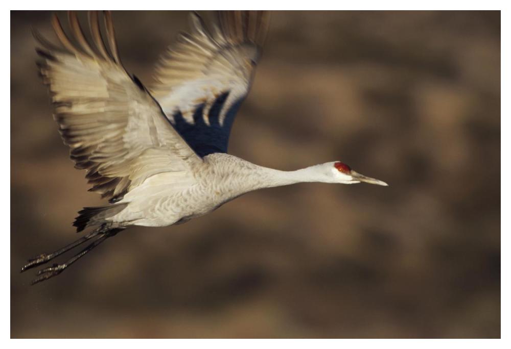 Sandhill Crane Flying, Bosque Del Apache, New Mexico-Paper Art-50X34