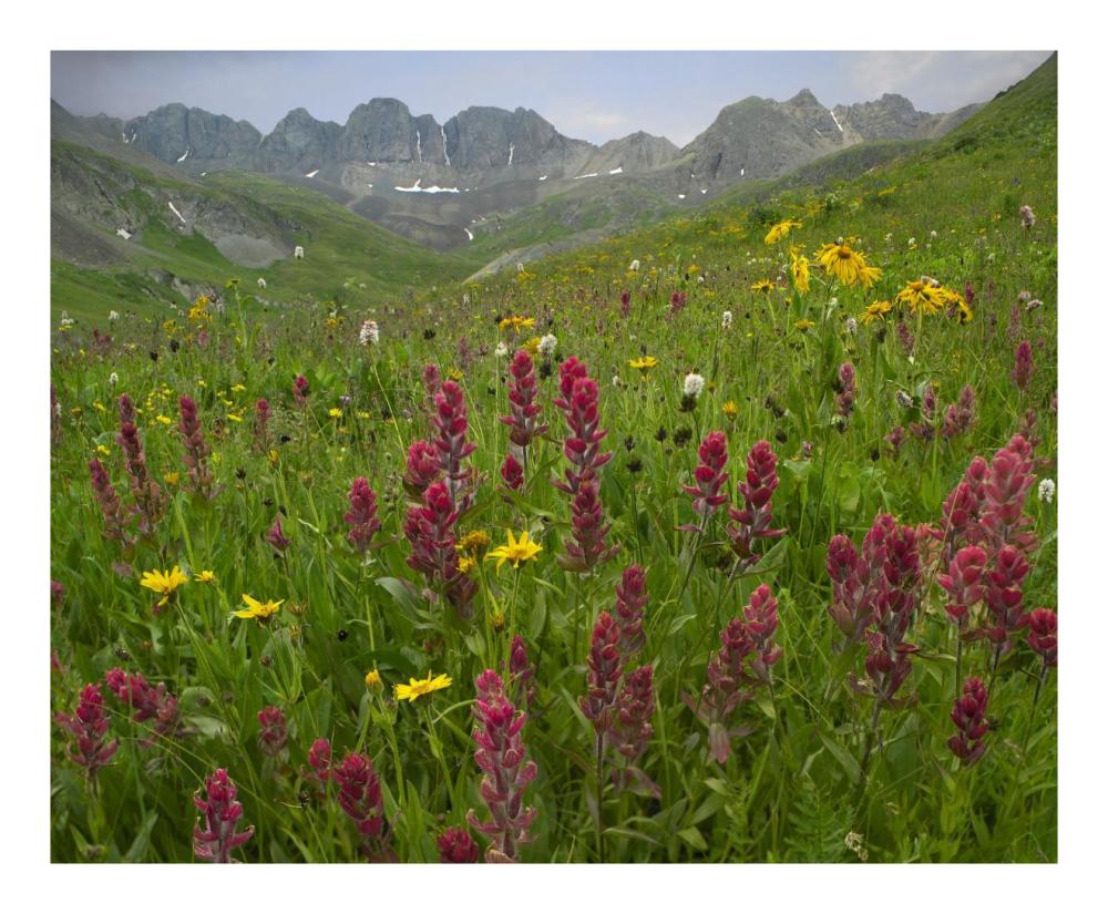 Indian Paintbrush Meadow At American Basin, Colorado-Paper Art-22X18
