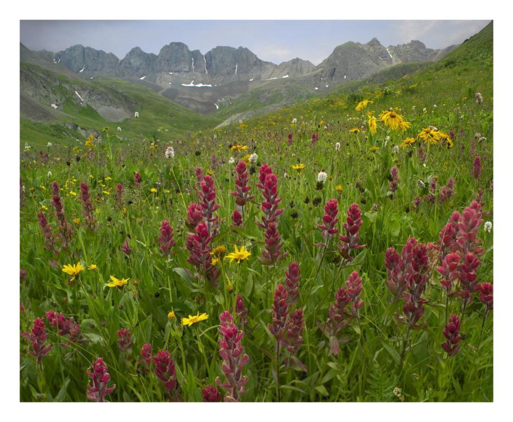 Indian Paintbrush Meadow At American Basin, Colorado-Paper Art-26X22