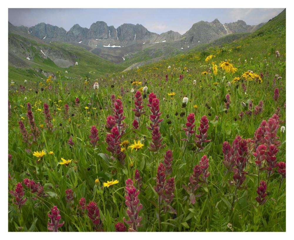 Indian Paintbrush Meadow At American Basin, Colorado-Paper Art-37X30