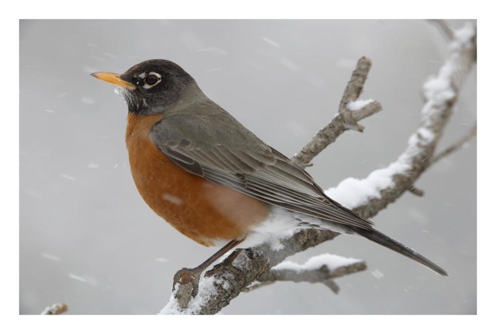 American Robin Perching In Snow Storm, North America-Paper Art-26X18