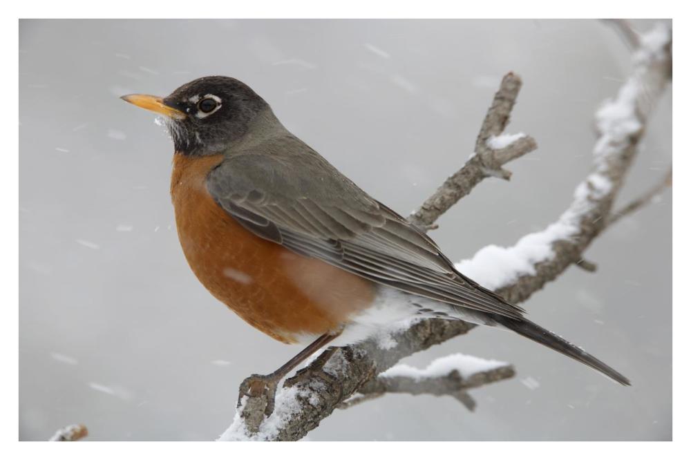 American Robin Perching In Snow Storm, North America-Paper Art-38X26