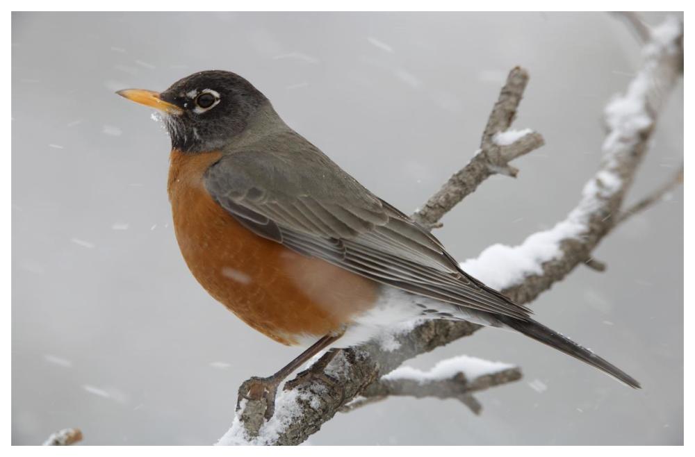 American Robin Perching In Snow Storm, North America-Paper Art-62X42