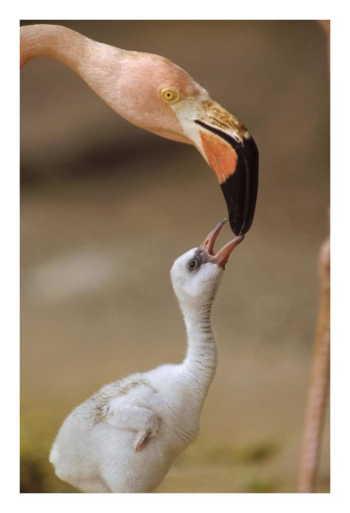 Greater Flamingo Mother And Chick, Caribbean Species-Paper Art-18X26