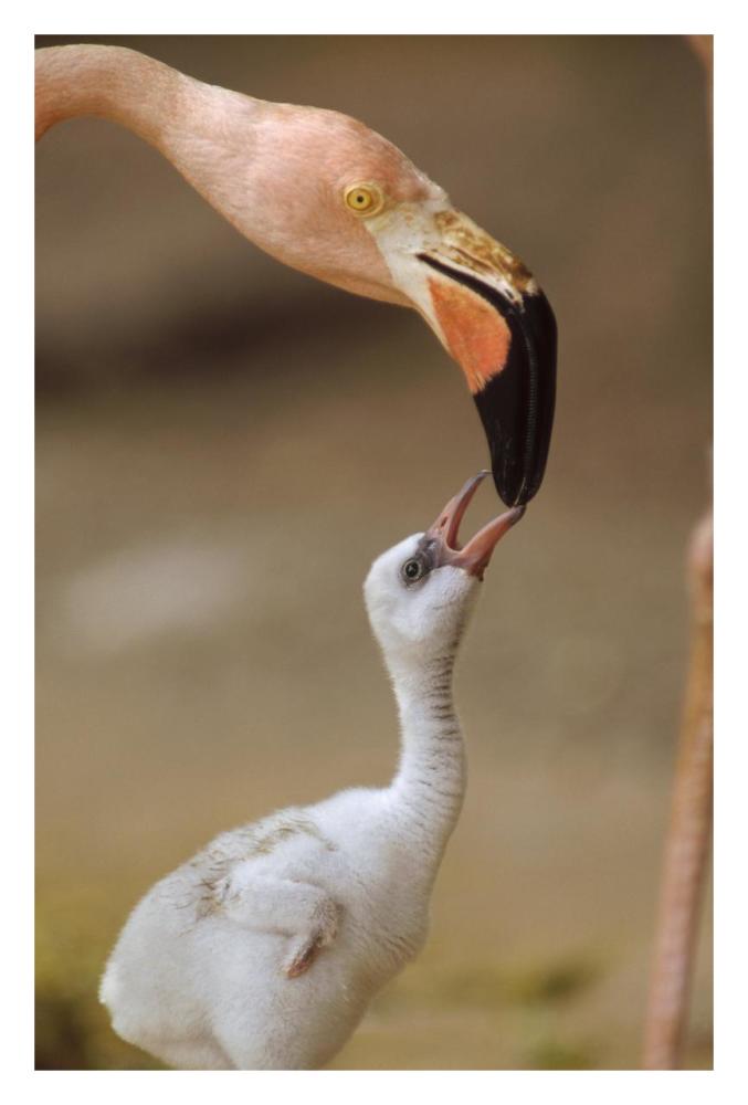Greater Flamingo Mother And Chick, Caribbean Species-Paper Art-22X32