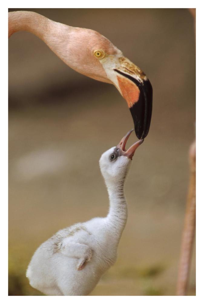 Greater Flamingo Mother And Chick, Caribbean Species-Paper Art-26X38