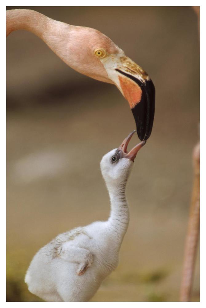 Greater Flamingo Mother And Chick, Caribbean Species-Paper Art-34X50