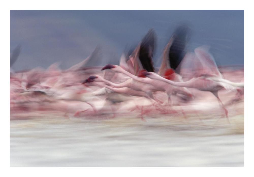 Lesser Flamingo Group Taking Flight From Lake, Kenya-Paper Art-26X18