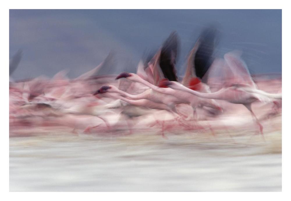 Lesser Flamingo Group Taking Flight From Lake, Kenya-Paper Art-32X22