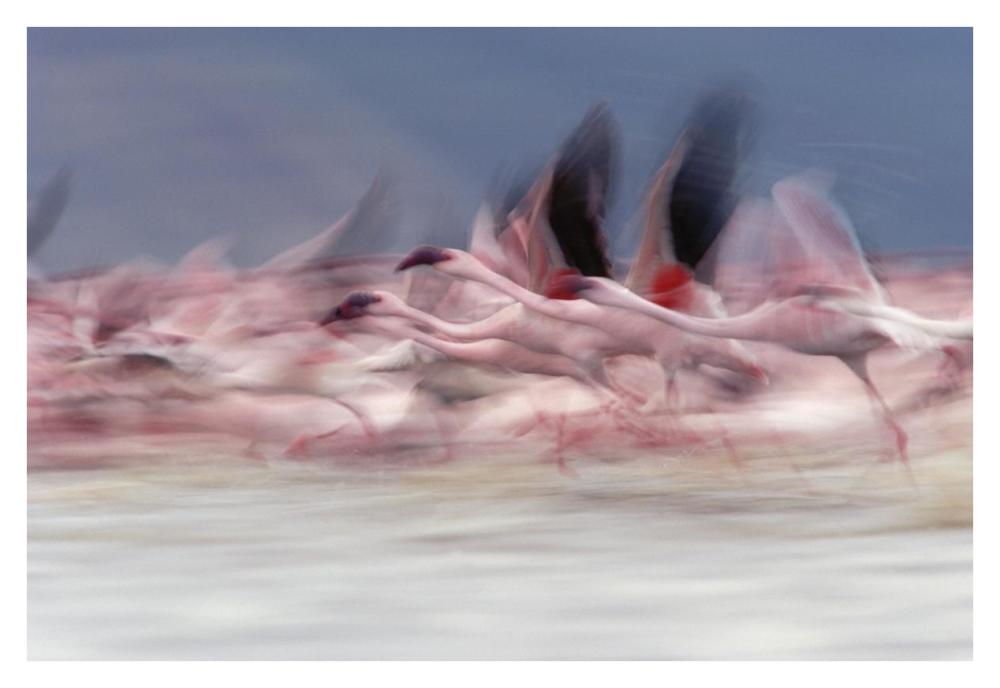 Lesser Flamingo Group Taking Flight From Lake, Kenya-Paper Art-38X26
