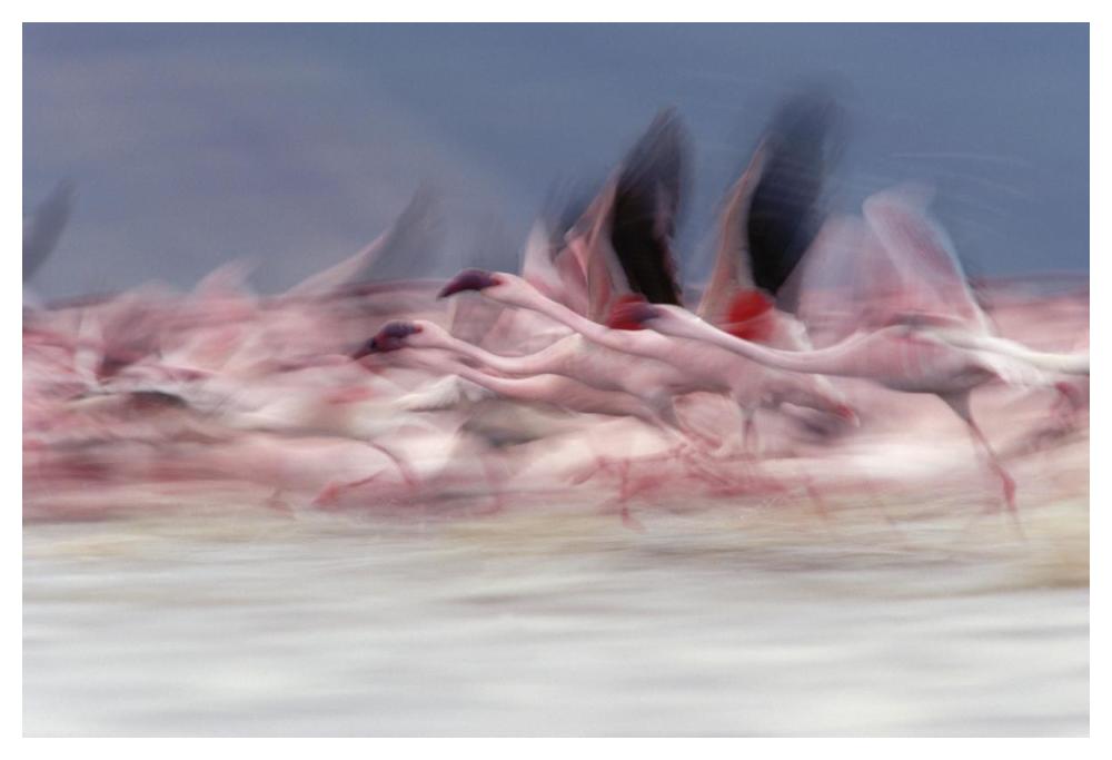 Lesser Flamingo Group Taking Flight From Lake, Kenya-Paper Art-50X34