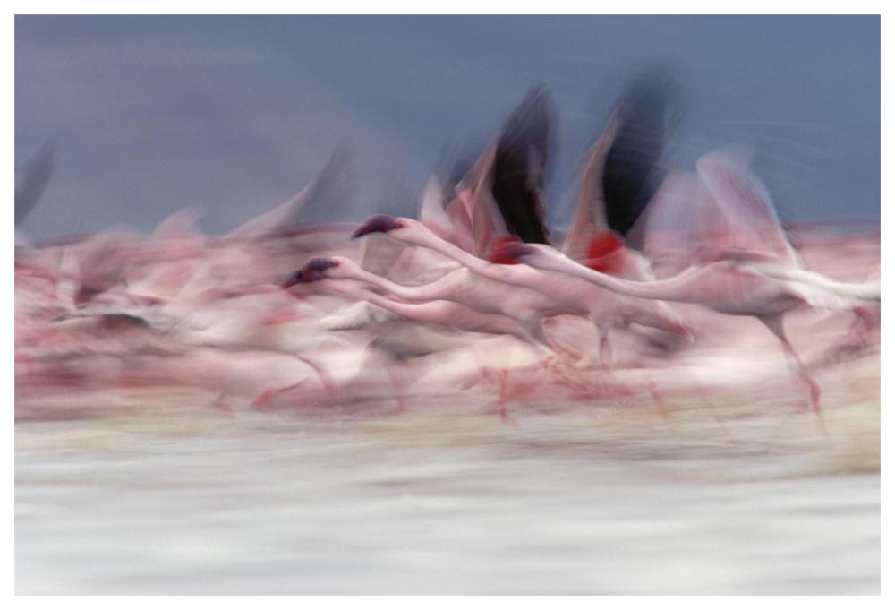 Lesser Flamingo Group Taking Flight From Lake, Kenya-Paper Art-62X42