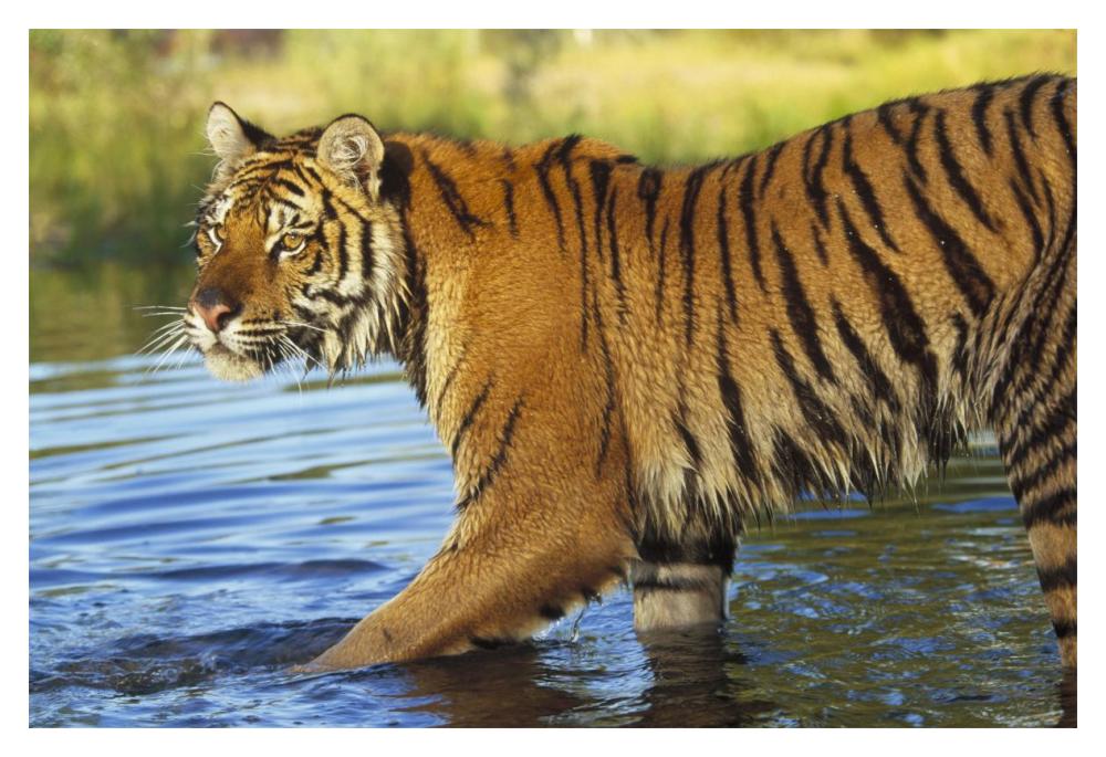 Siberian Tiger Walking Through A Shallow River, Asia-Paper Art-20X14