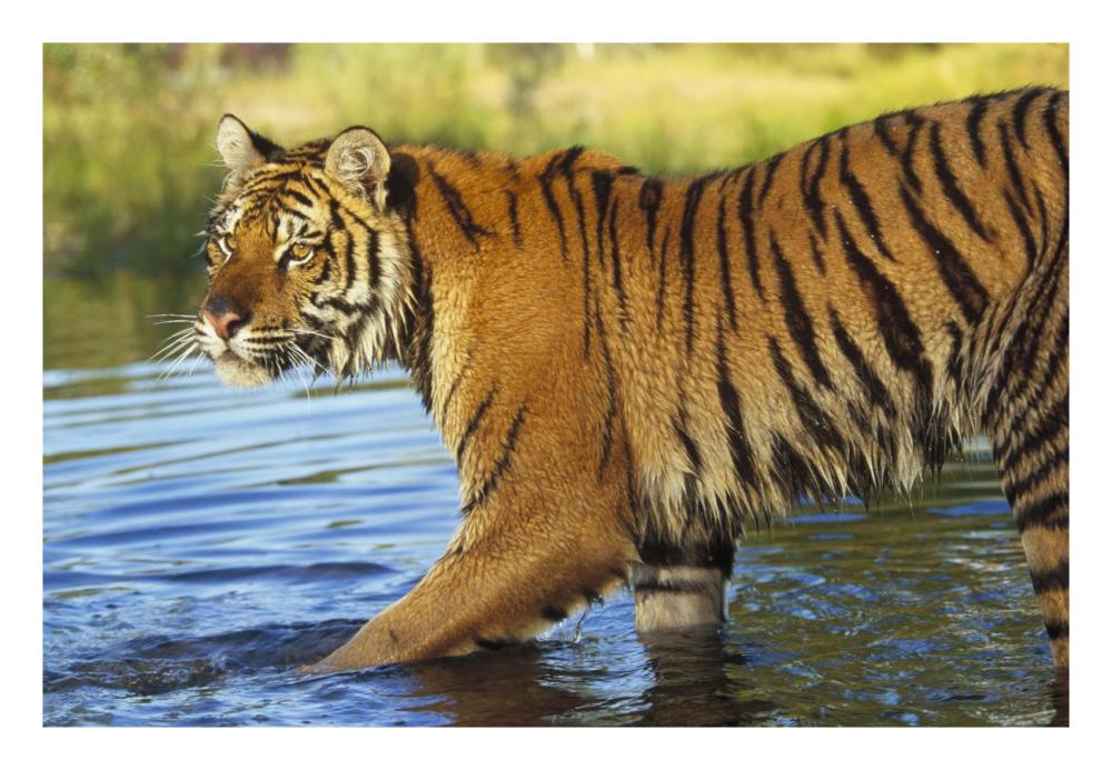 Siberian Tiger Walking Through A Shallow River, Asia-Paper Art-26X18