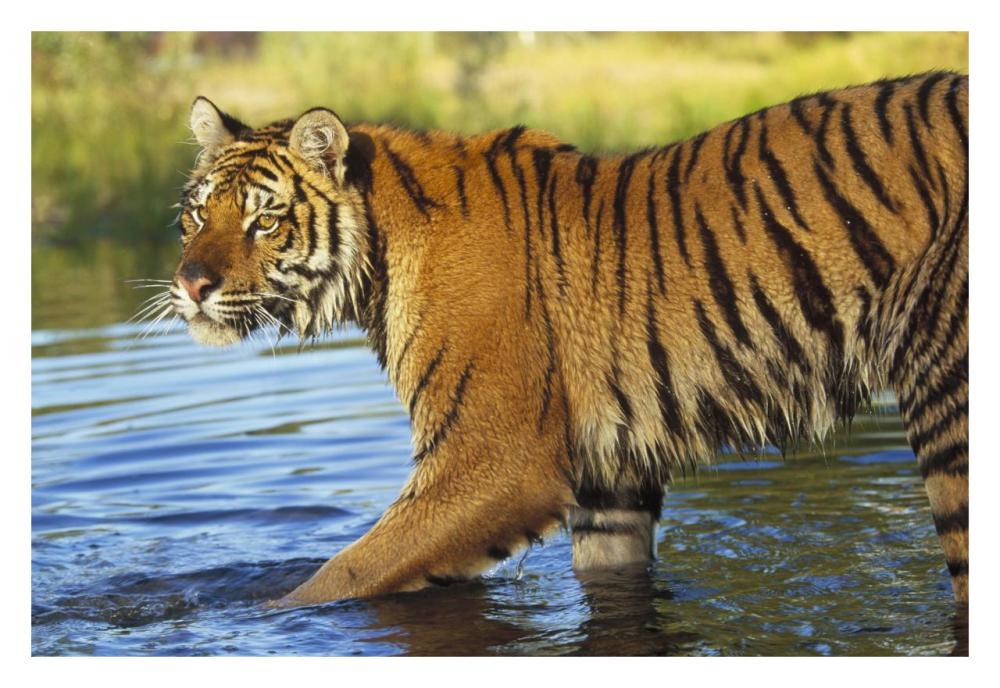 Siberian Tiger Walking Through A Shallow River, Asia-Paper Art-32X22