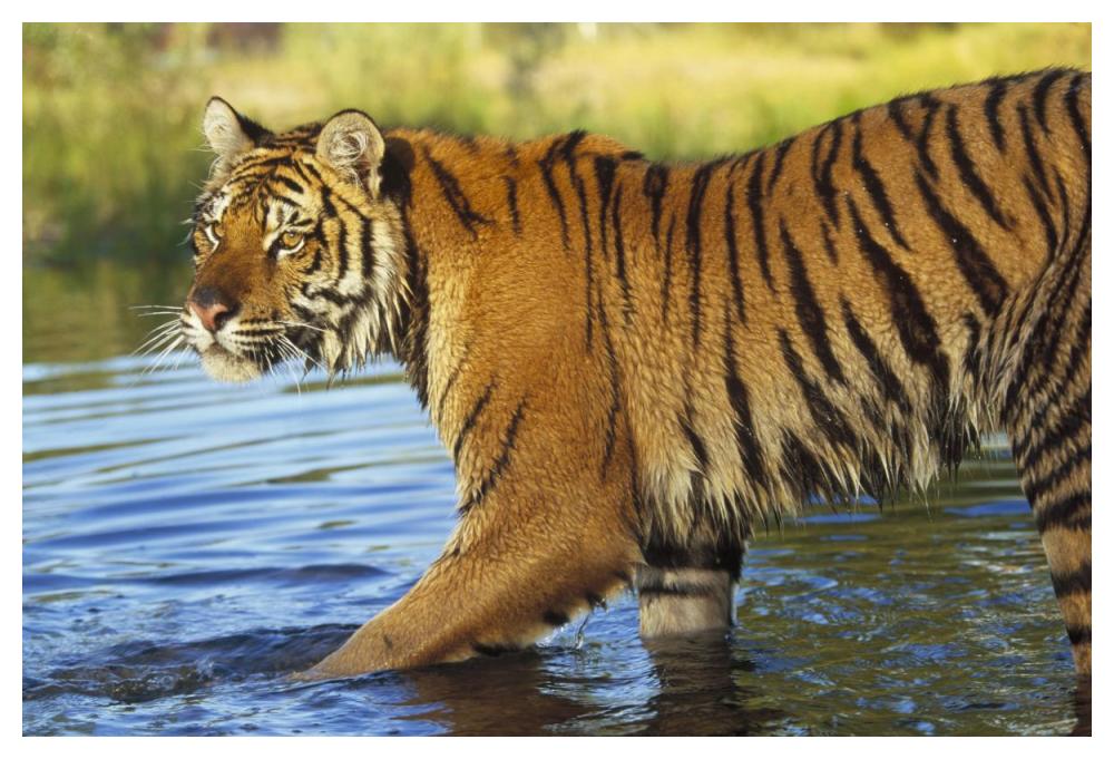 Siberian Tiger Walking Through A Shallow River, Asia-Paper Art-50X34