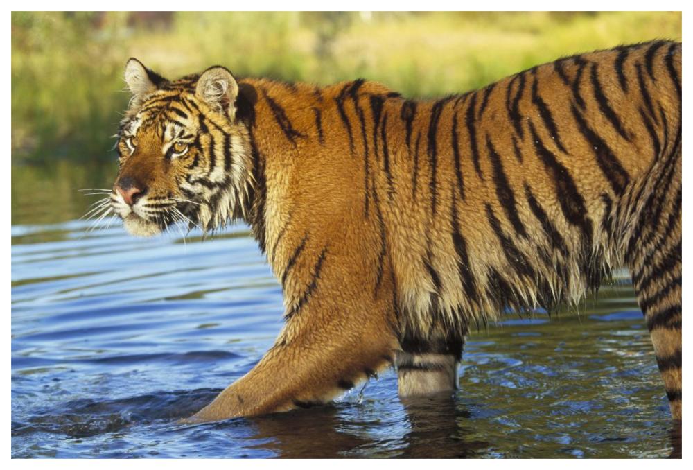Siberian Tiger Walking Through A Shallow River, Asia-Paper Art-62X42