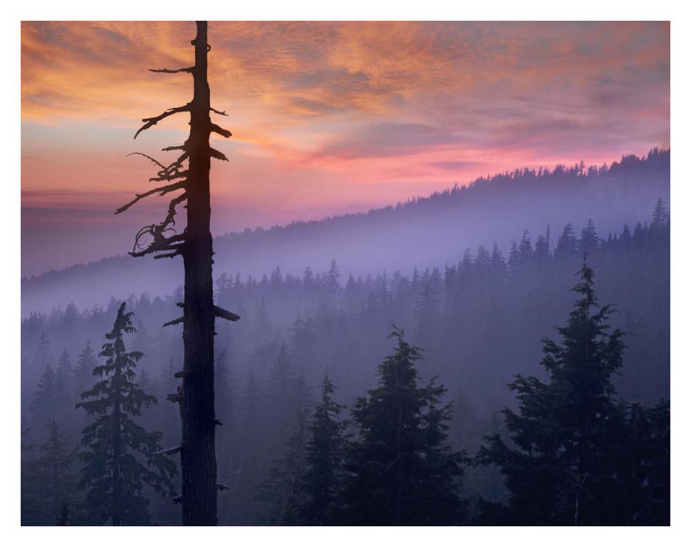 Sunset Over Forest, Crater Lake National Park, Oregon-Paper Art-34X26