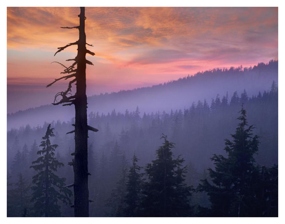 Sunset Over Forest, Crater Lake National Park, Oregon-Paper Art-42X32