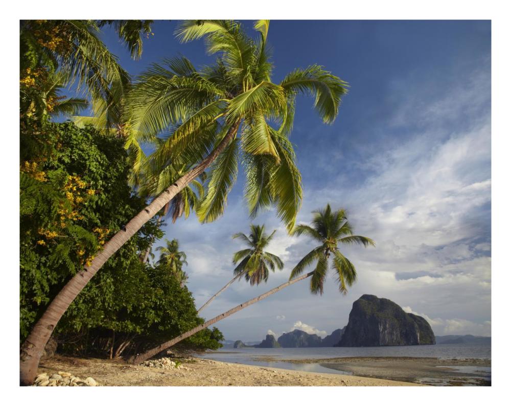 Palm Trees, Pinagbuyutan Island, Palawan, Philippines-Paper Art-26X20