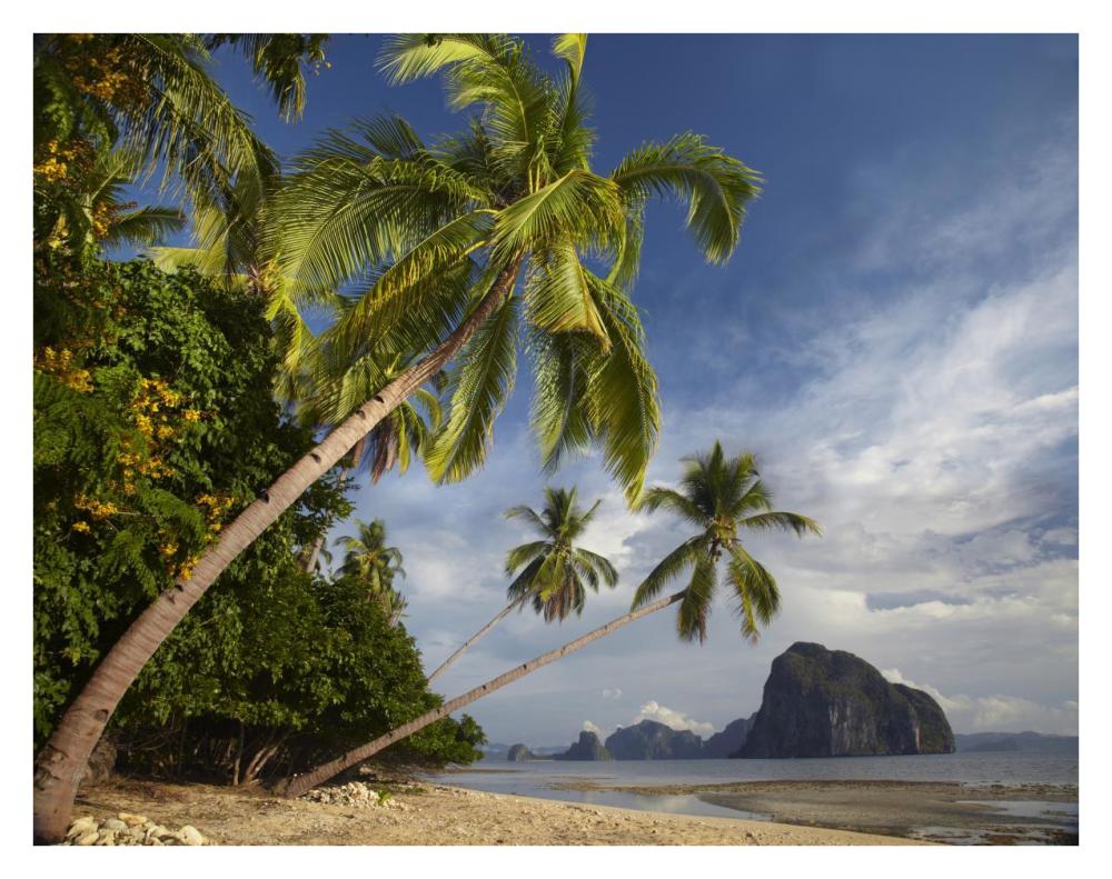 Palm Trees, Pinagbuyutan Island, Palawan, Philippines-Paper Art-34X26