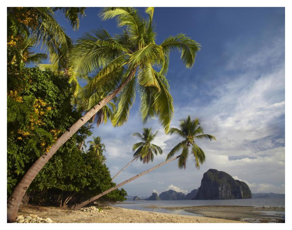 Palm Trees, Pinagbuyutan Island, Palawan, Philippines-Paper Art-42X32