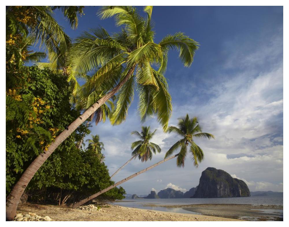 Palm Trees, Pinagbuyutan Island, Palawan, Philippines-Paper Art-50X38