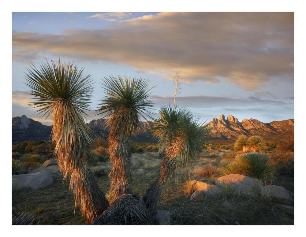 Yucca And Organ Mountains Near Las Cruces, New Mexico-Paper Art-26X20