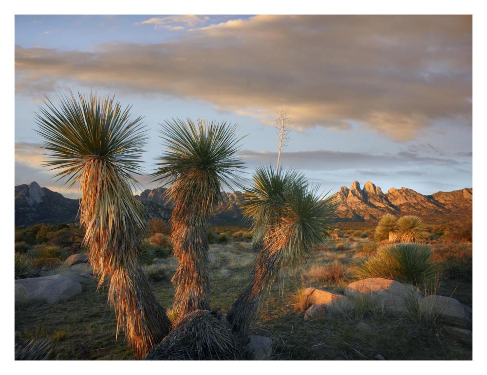 Yucca And Organ Mountains Near Las Cruces, New Mexico-Paper Art-34X26