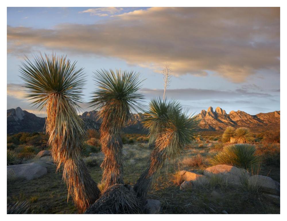 Yucca And Organ Mountains Near Las Cruces, New Mexico-Paper Art-42X32