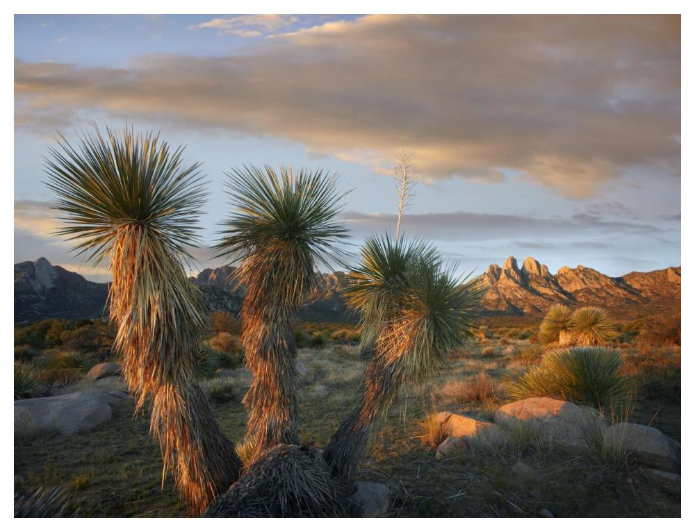 Yucca And Organ Mountains Near Las Cruces, New Mexico-Paper Art-50X38