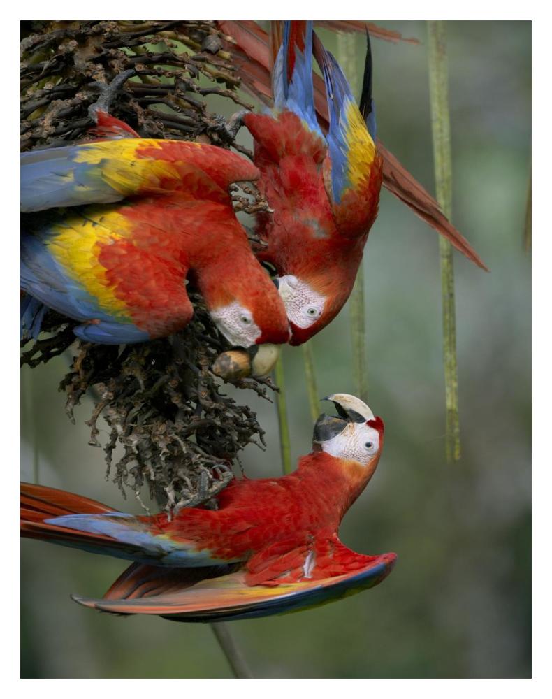 Scarlet Macaw Trio Feeding On Palm Fruits, Costa Rica-Paper Art-14X18
