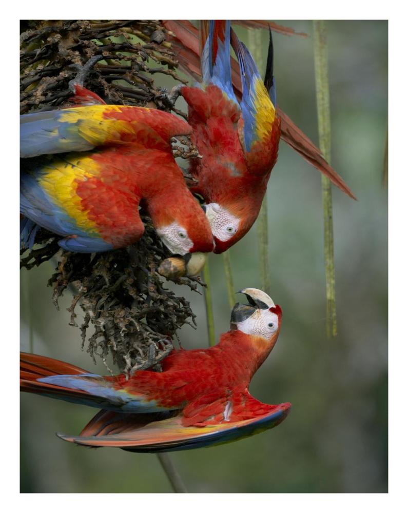 Scarlet Macaw Trio Feeding On Palm Fruits, Costa Rica-Paper Art-20X26