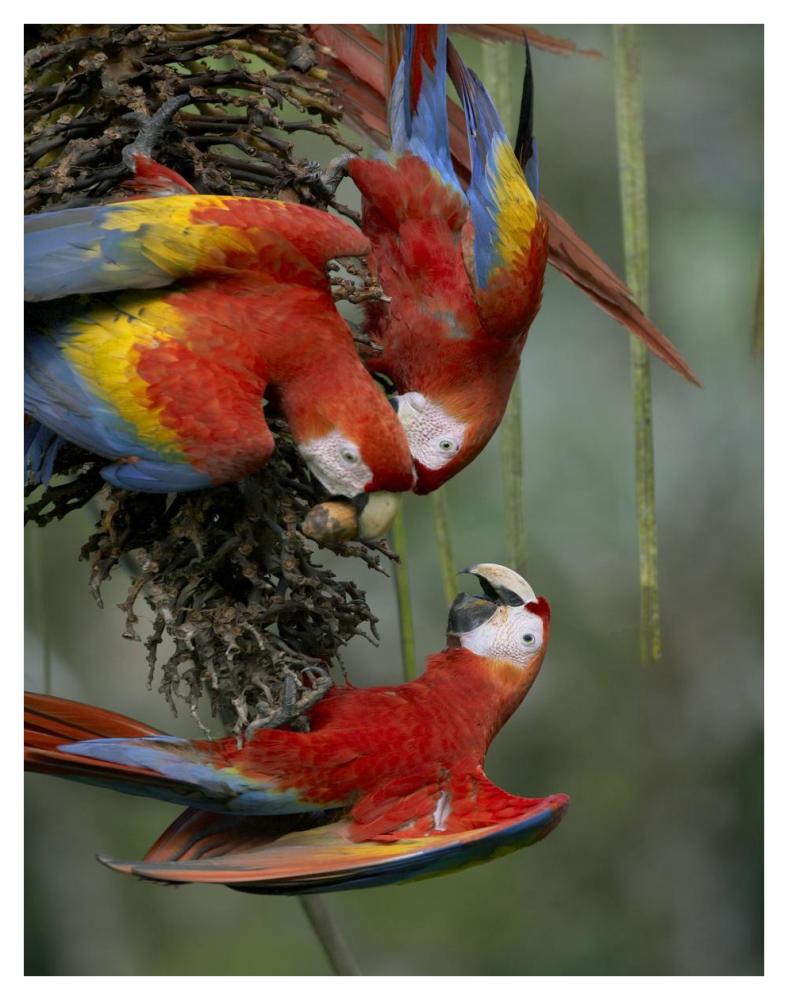 Scarlet Macaw Trio Feeding On Palm Fruits, Costa Rica-Paper Art-32X42