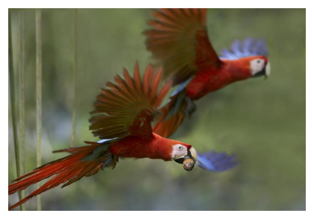 Scarlet Macaw Pair Flying With Palm Fruit, Costa Rica-Paper Art-20X14