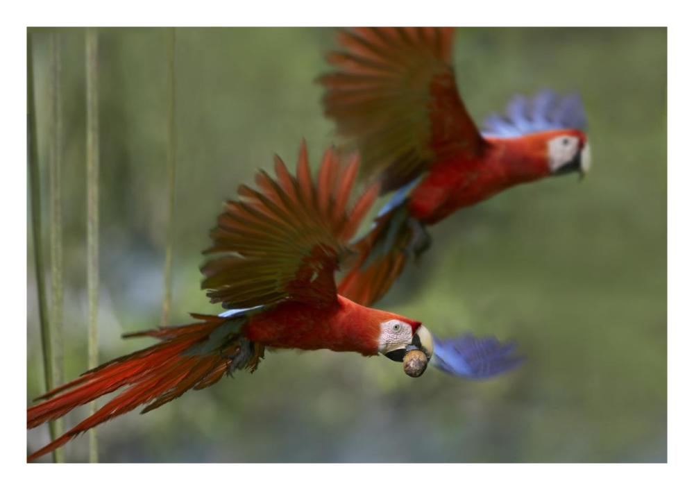 Scarlet Macaw Pair Flying With Palm Fruit, Costa Rica-Paper Art-26X18