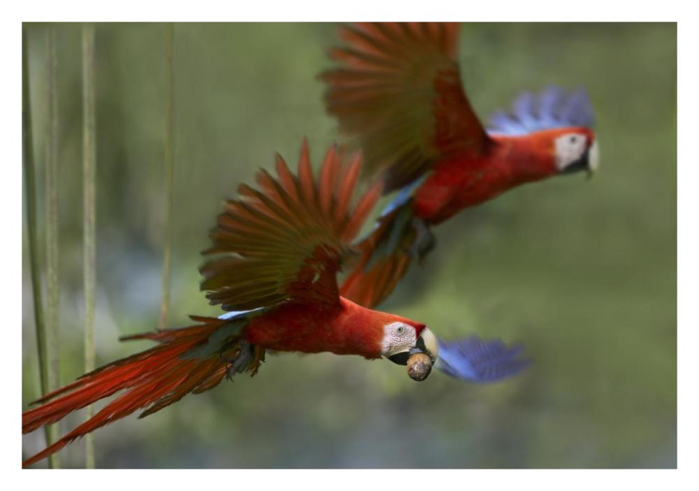 Scarlet Macaw Pair Flying With Palm Fruit, Costa Rica-Paper Art-32X22