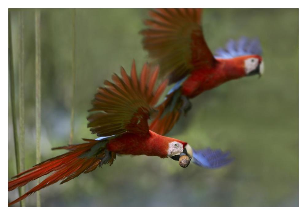 Scarlet Macaw Pair Flying With Palm Fruit, Costa Rica-Paper Art-38X26