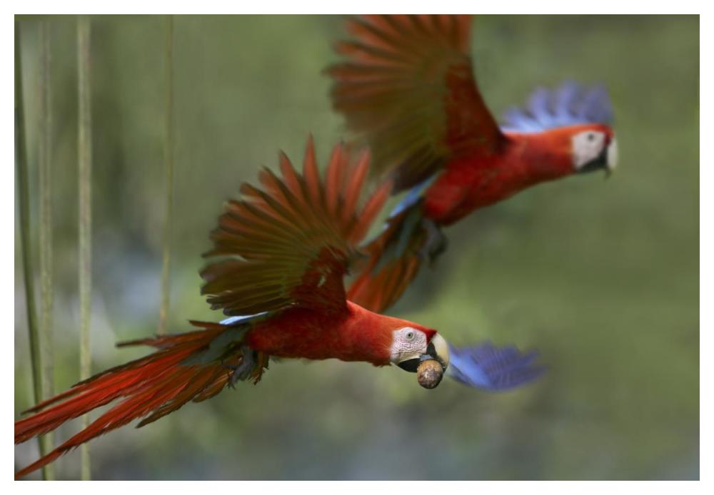 Scarlet Macaw Pair Flying With Palm Fruit, Costa Rica-Paper Art-50X34